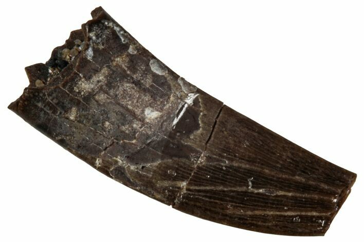 Fossil Raptor (Paronychodon?) Partial Tooth - Montana #341046